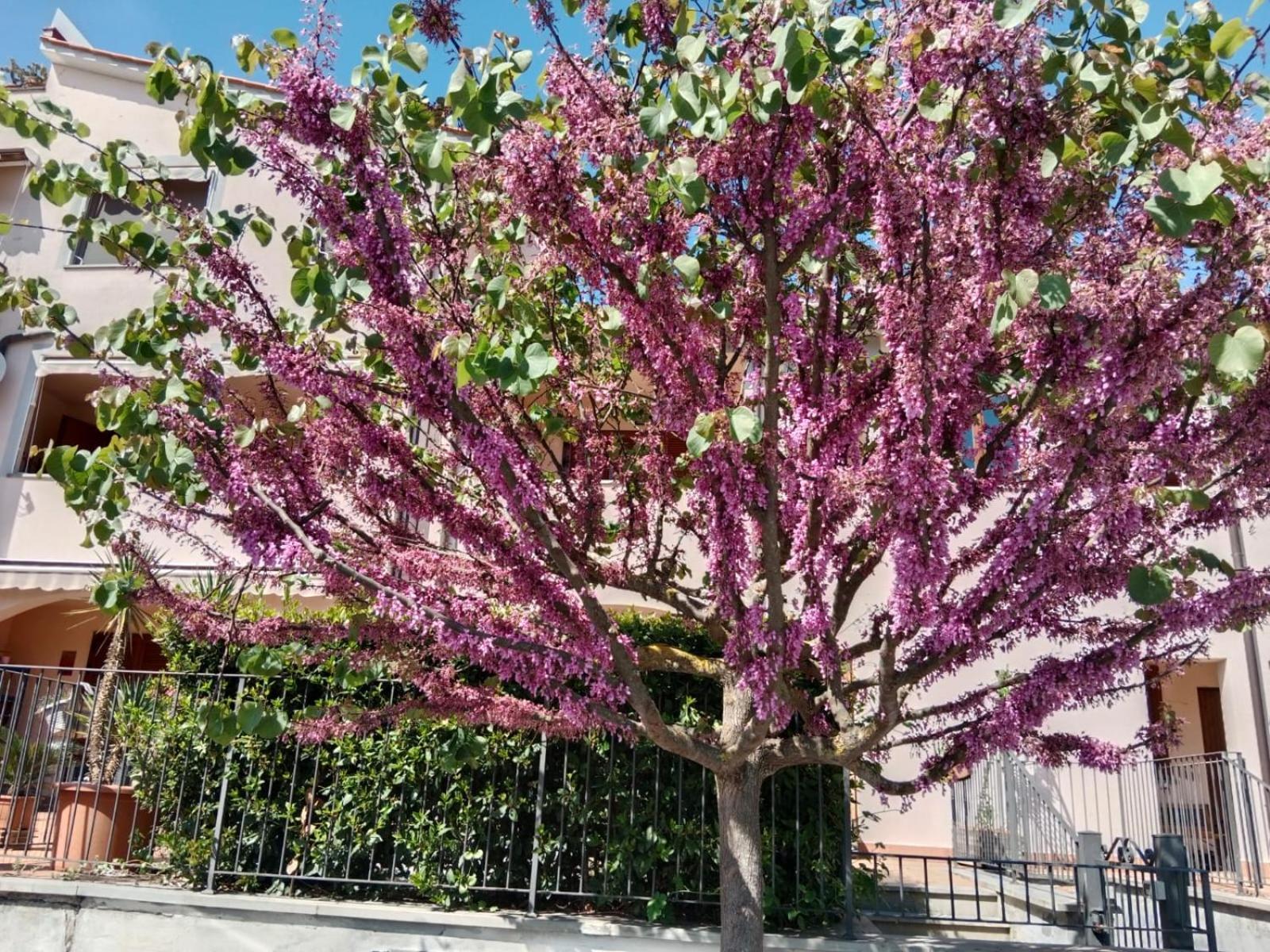 Via Della Musica Apartment Vicchio Bagian luar foto